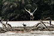 Costa Rica - Tortuguero canal - brown pelicans