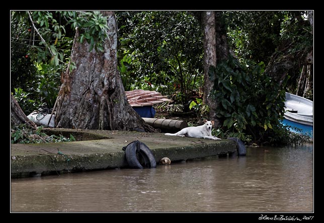 Costa Rica - Tortuguero canal -