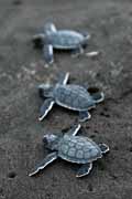 Costa Rica - Tortuguero - green turtle hatchlings