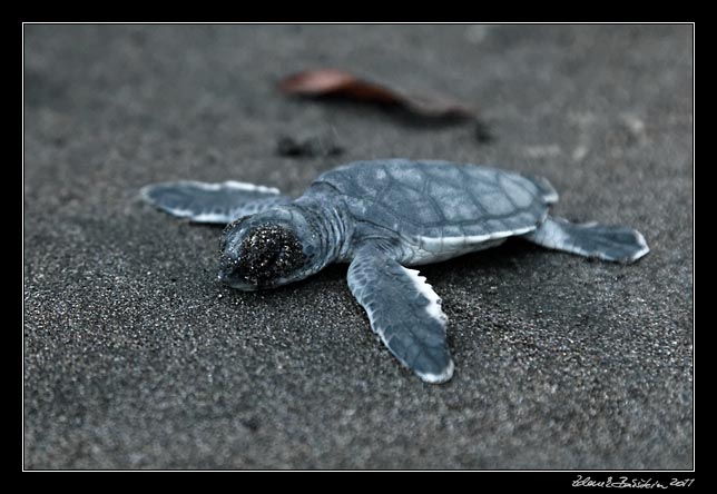 Costa Rica - Tortuguero - green turtle hatchling