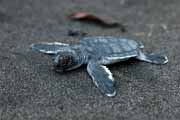 Costa Rica - Tortuguero - green turtle hatchling