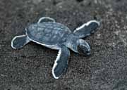 Costa Rica - Tortuguero - green turtle hatchling
