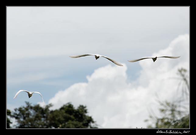 Costa Rica - Tortuguero canal - snowy egrets