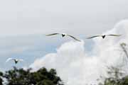 Costa Rica - Tortuguero canal - snowy egrets