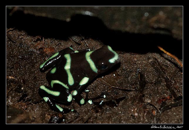 Costa Rica - Arenal - black and green dart frog
