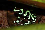 Costa Rica - Arenal - black and green dart frog