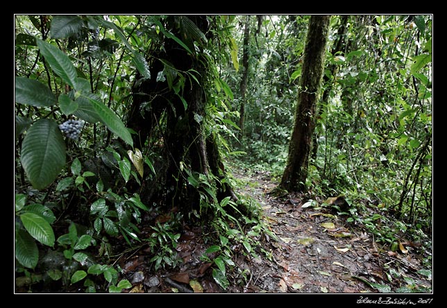 Costa Rica - Arenal - Tucnes trail