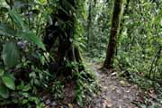 Costa Rica - Arenal - Tucnes trail