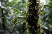 Costa Rica - Arenal - rainforest