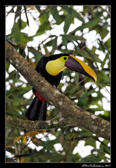 Costa Rica - Arenal - chestnut-mandibled toucan