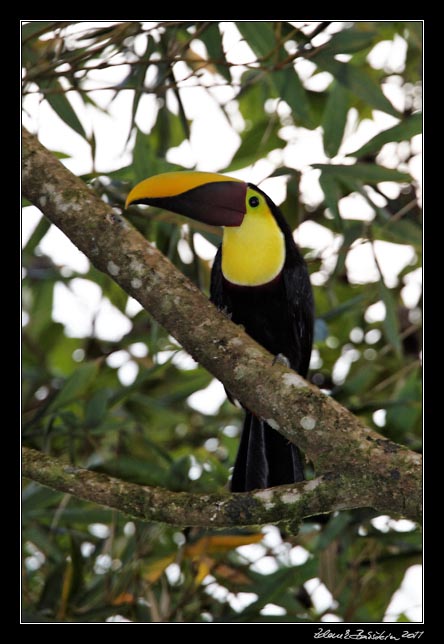 Costa Rica - Arenal - chestnut-mandibled toucan