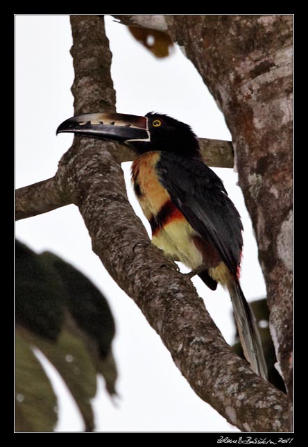 Costa Rica - Arenal - collared aracari