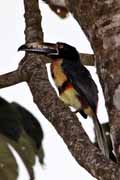 Costa Rica - Arenal - collared aracari