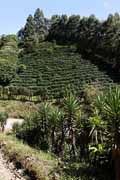 Costa Rica - Arenal - coffee plantation