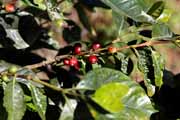 Costa Rica - Arenal - coffee plant