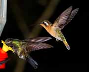 Costa Rica - Monteverde - hummingbirds