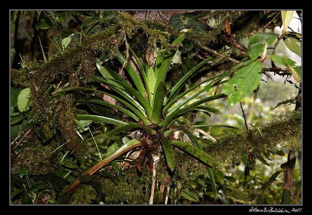 Costa Rica - Monteverde -