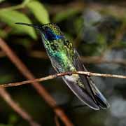 Costa Rica - Monteverde - hummingbird