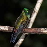 Costa Rica - Monteverde - Hummingbird