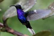 Costa Rica - Monteverde - violet sabrewing