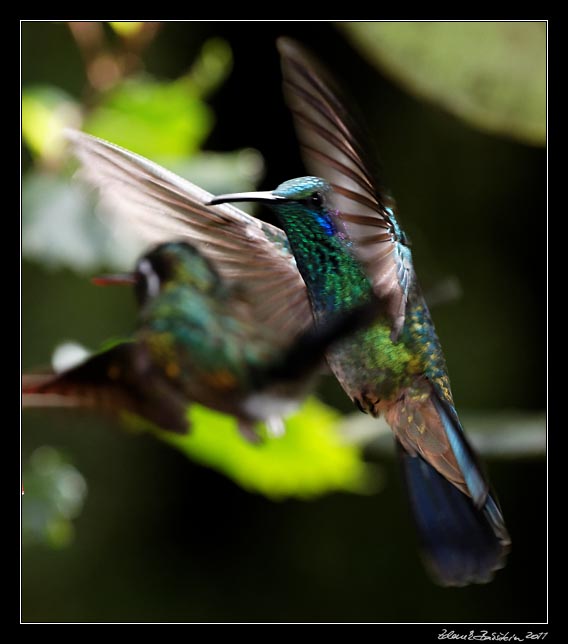 Costa Rica - Monteverde - hummingbird