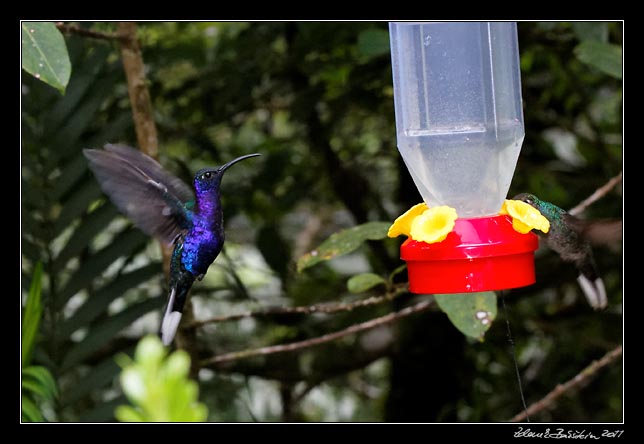 Costa Rica - Monteverde - violet sabrewing