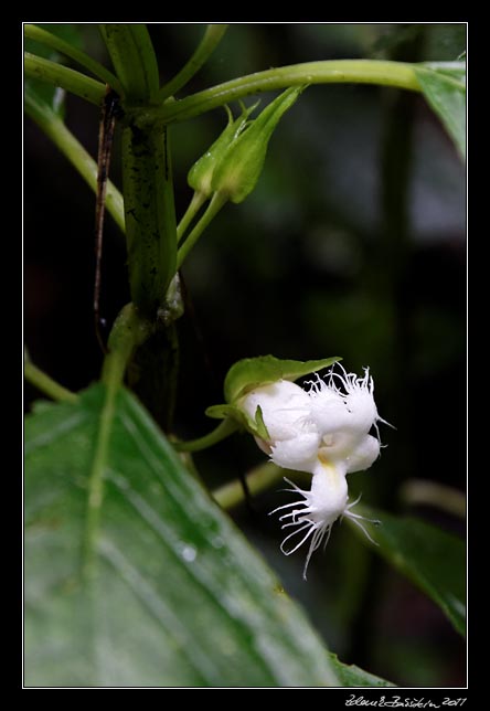 Costa Rica - Monteverde -