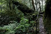 Costa Rica - Monteverde - cloud forest