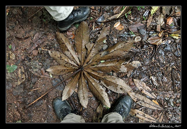 Costa Rica - Monteverde -