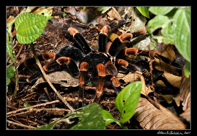 Costa Rica - Monteverde - orange kneed tarantula