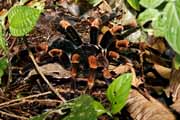 Costa Rica - Monteverde - orange kneed tarantula