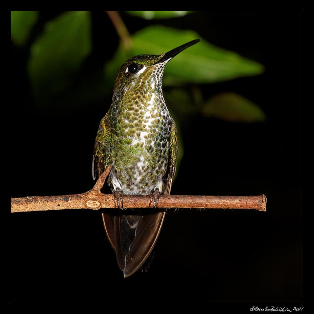 Costa Rica - Monteverde - hummingbird