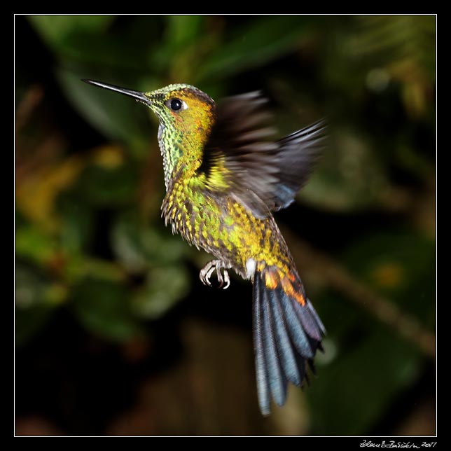 Costa Rica - Monteverde - hummingbird