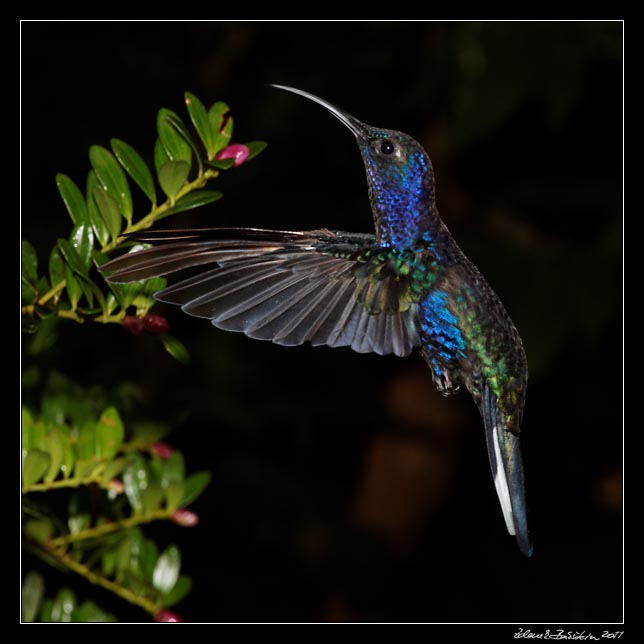 Costa Rica - Monteverde - violet sabrewing