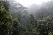 Costa Rica - Monteverde - cloud forest (Selvatura Park)
