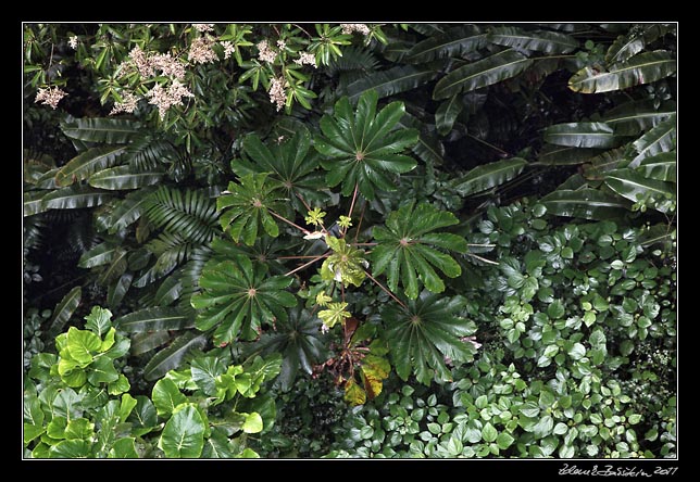 Costa Rica - Monteverde - (from a hanging bridge)