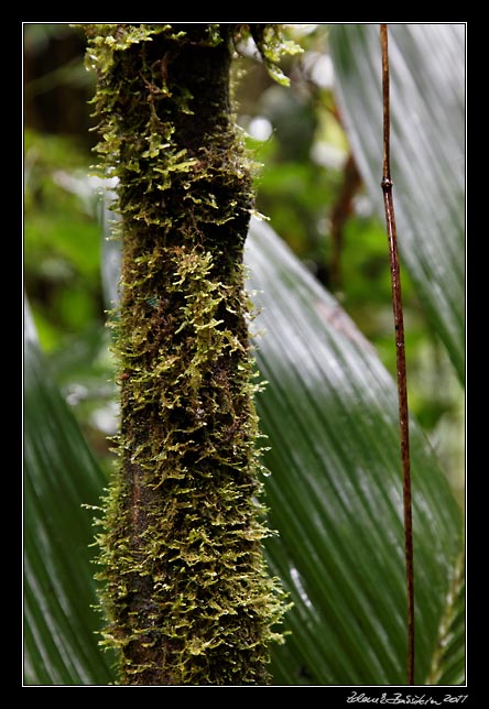 Costa Rica - Monteverde -