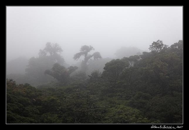 Costa Rica - Monteverde - cloud forest (Selvatura Park)