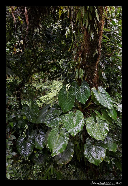 Costa Rica - Monteverde -