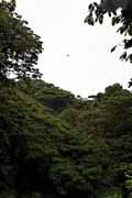 Costa Rica - Monteverde - zip line (Selvatura Park)