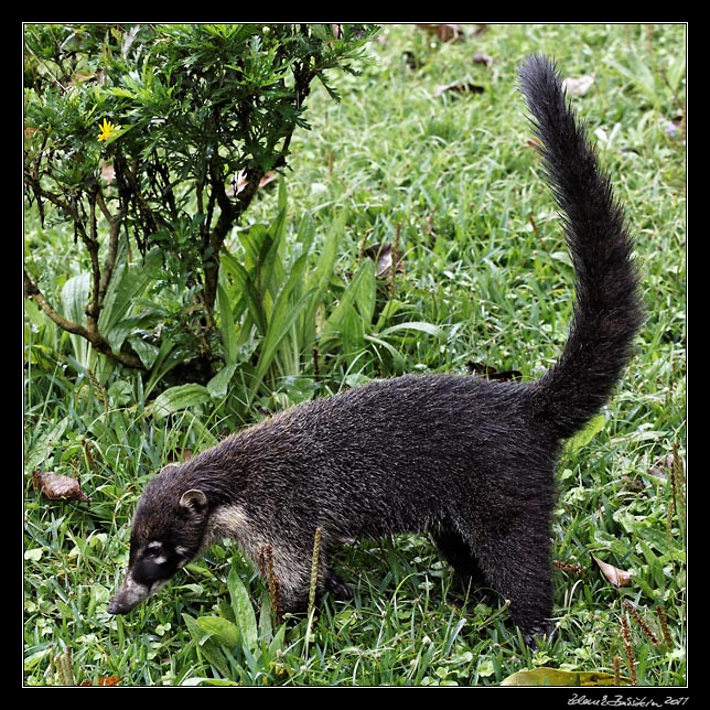 Costa Rica - Monteverde - white nosed coati
