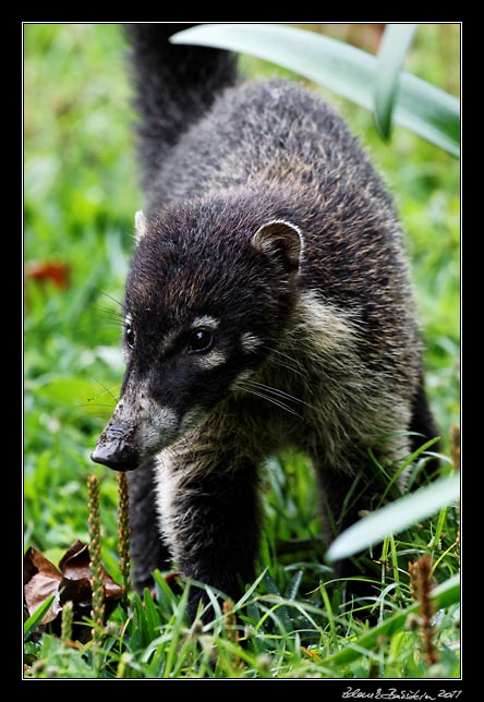 Costa Rica - Monteverde - white nosed coati