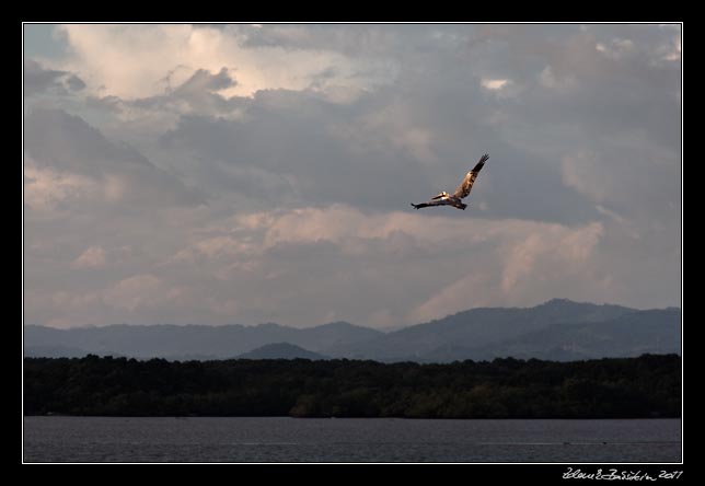 Costa Rica - Nicoya peninsula - brown pelican