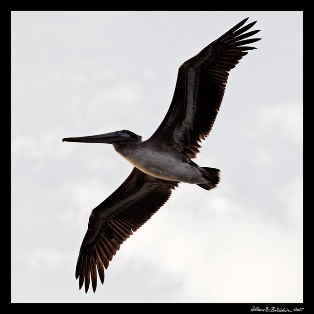 Costa Rica - Nicoya peninsula - brown pelican