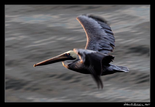 Costa Rica - Nicoya peninsula - brown pelican