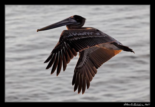 Costa Rica - Nicoya peninsula - brown pelican