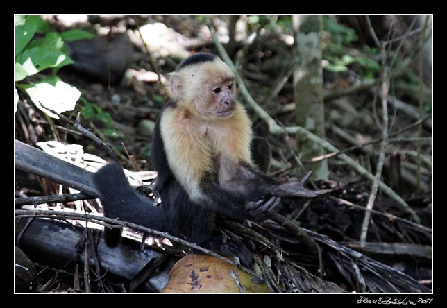 Costa Rica - Nicoya peninsula - white throated capuchin