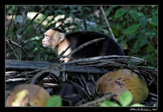 Costa Rica - Nicoya peninsula - white throated capuchin