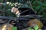 Costa Rica - Nicoya peninsula - white throated capuchin