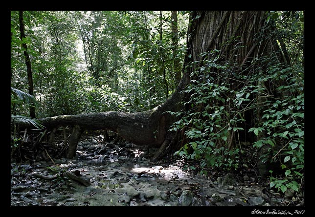 Costa Rica - Nicoya peninsula - Cabo Blanco Reserve